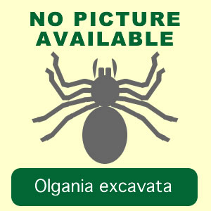 excavata